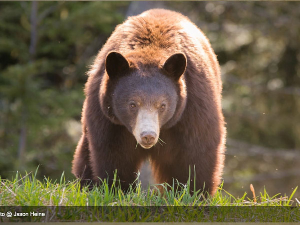 a large brown bear walking across a grass covered field
