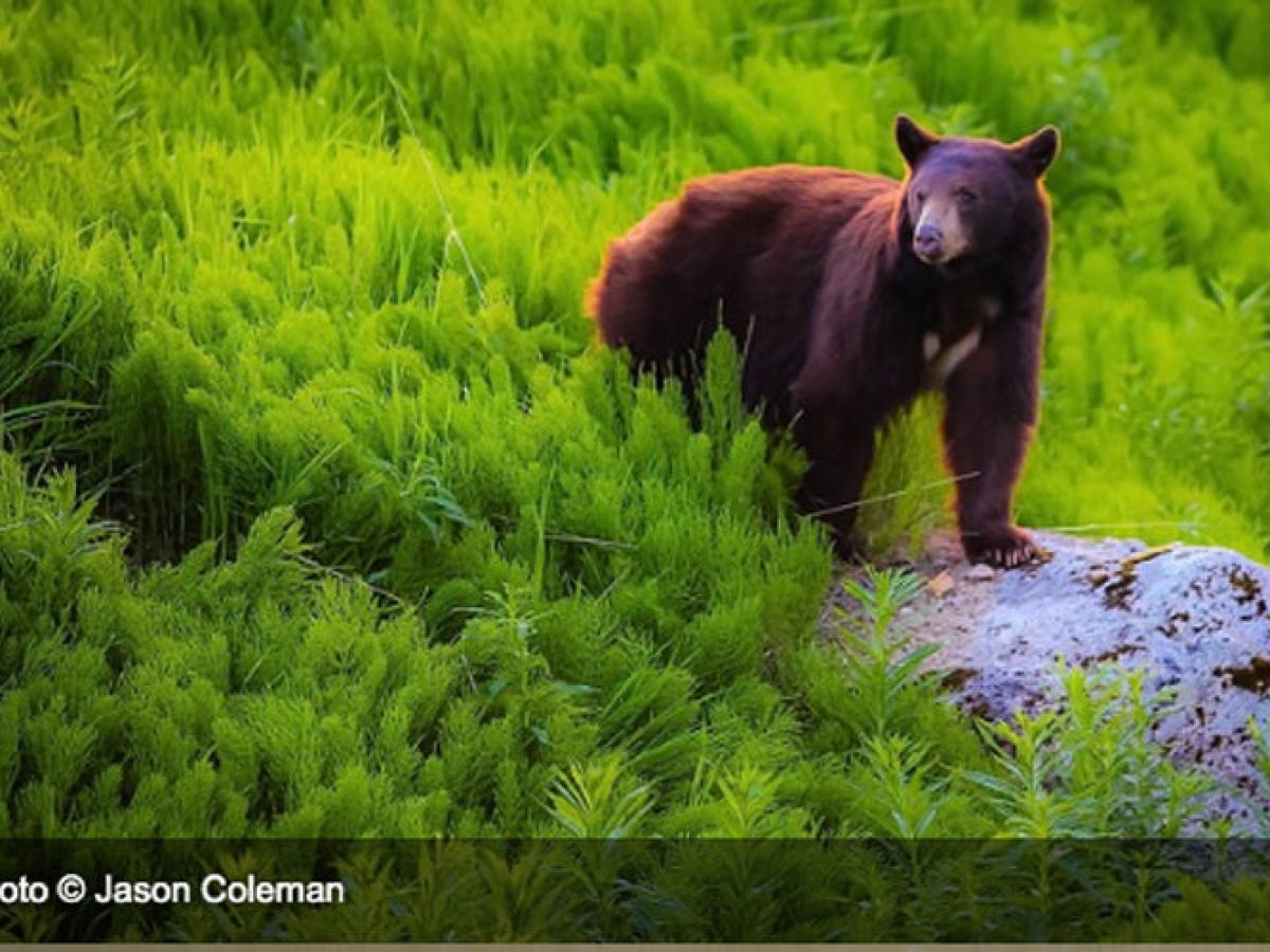 a large brown bear standing on top of a lush green field