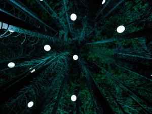 Forest views at Vallea Lumina