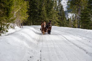 horse drawn sleigh on Whistler