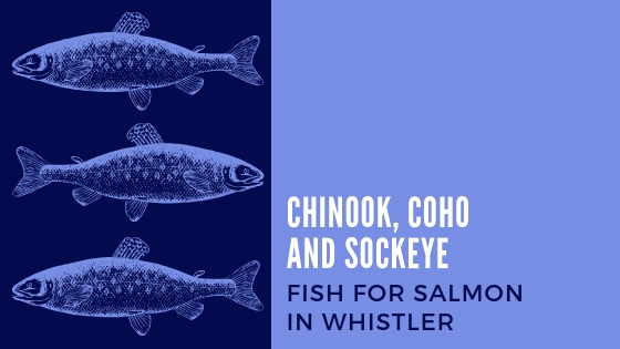 Banner - Whistler Salmon Fishing