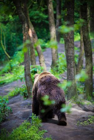 Bear wandering through the forest