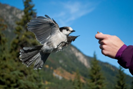 Whiskey Jack getting fed by hand in Whistler