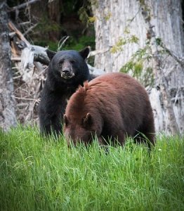 Two bears, brown and black, on Whistler mountain