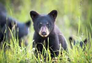 A baby bear peaking through the grass