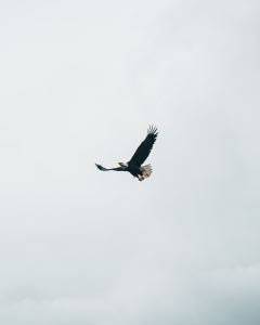 A bald eagle on a grey sky