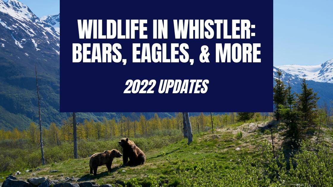 Whistler Adventures bears in Whistler Two bears with mountains behind them, bear watching blog header