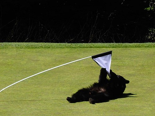 Whistler golf course, bear playing