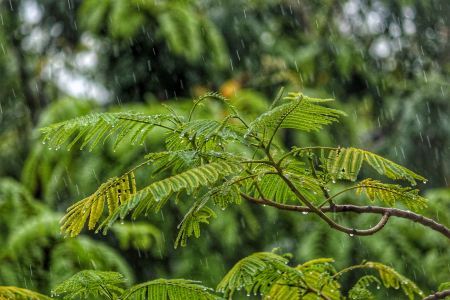 Rain splashing on tree limbs in Whistler