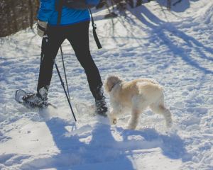 a man and his dog snowshoe in winter