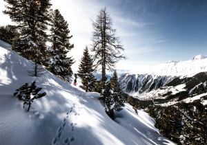Whistler blackcomb snowshoe trail